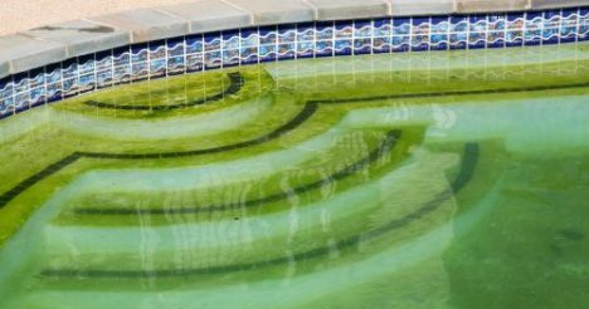 des-algues-dans-votre-piscine-1-10323-1200-630.jpg